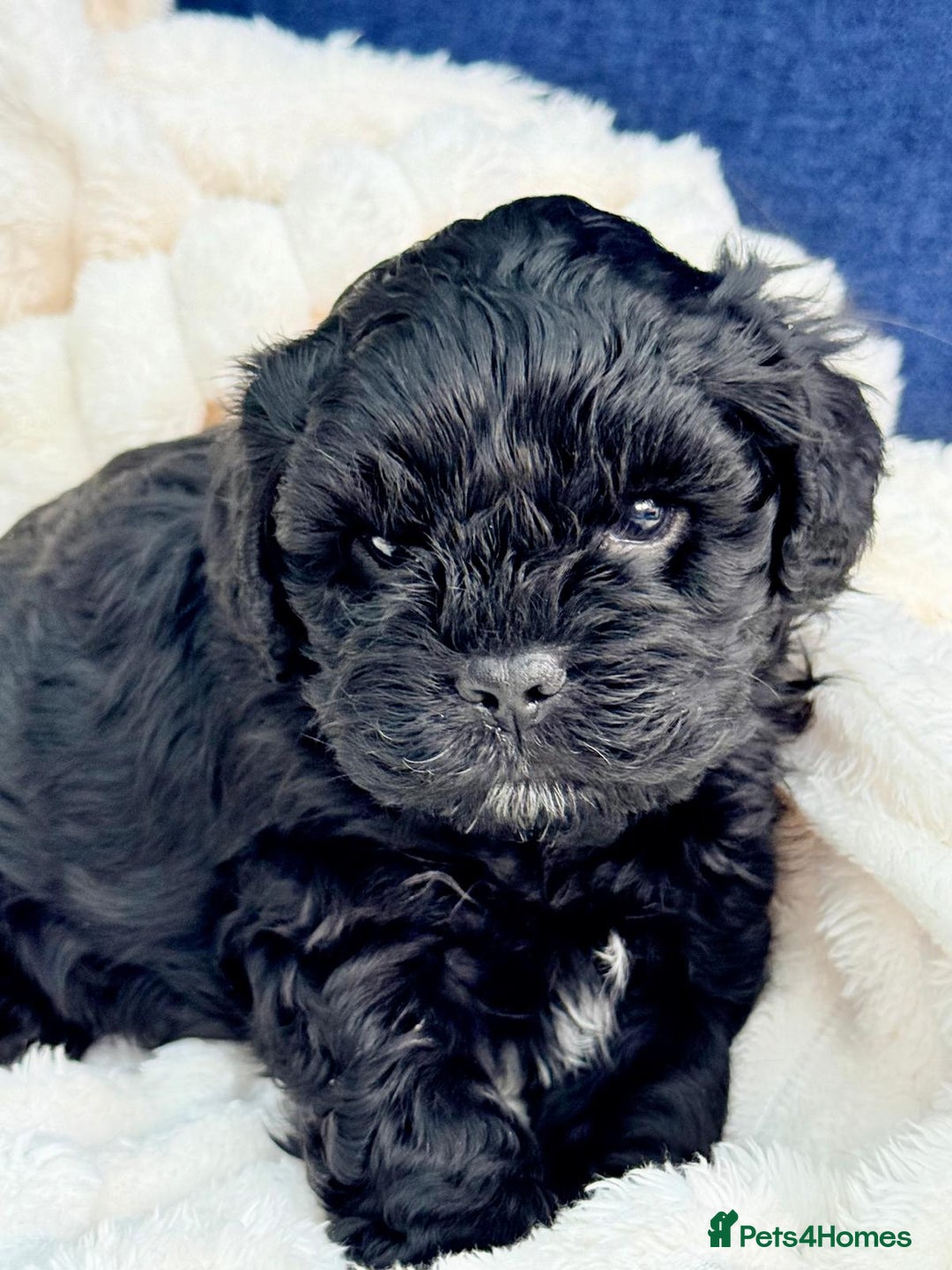 Cavapoo dogs for sale: Last black boy pup available F2 - Advert 2
