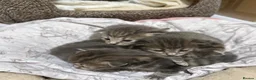 Mixed Breed cats for sale: 4 Healthy adorable Fluffy Tabby kittens  - Advert 3