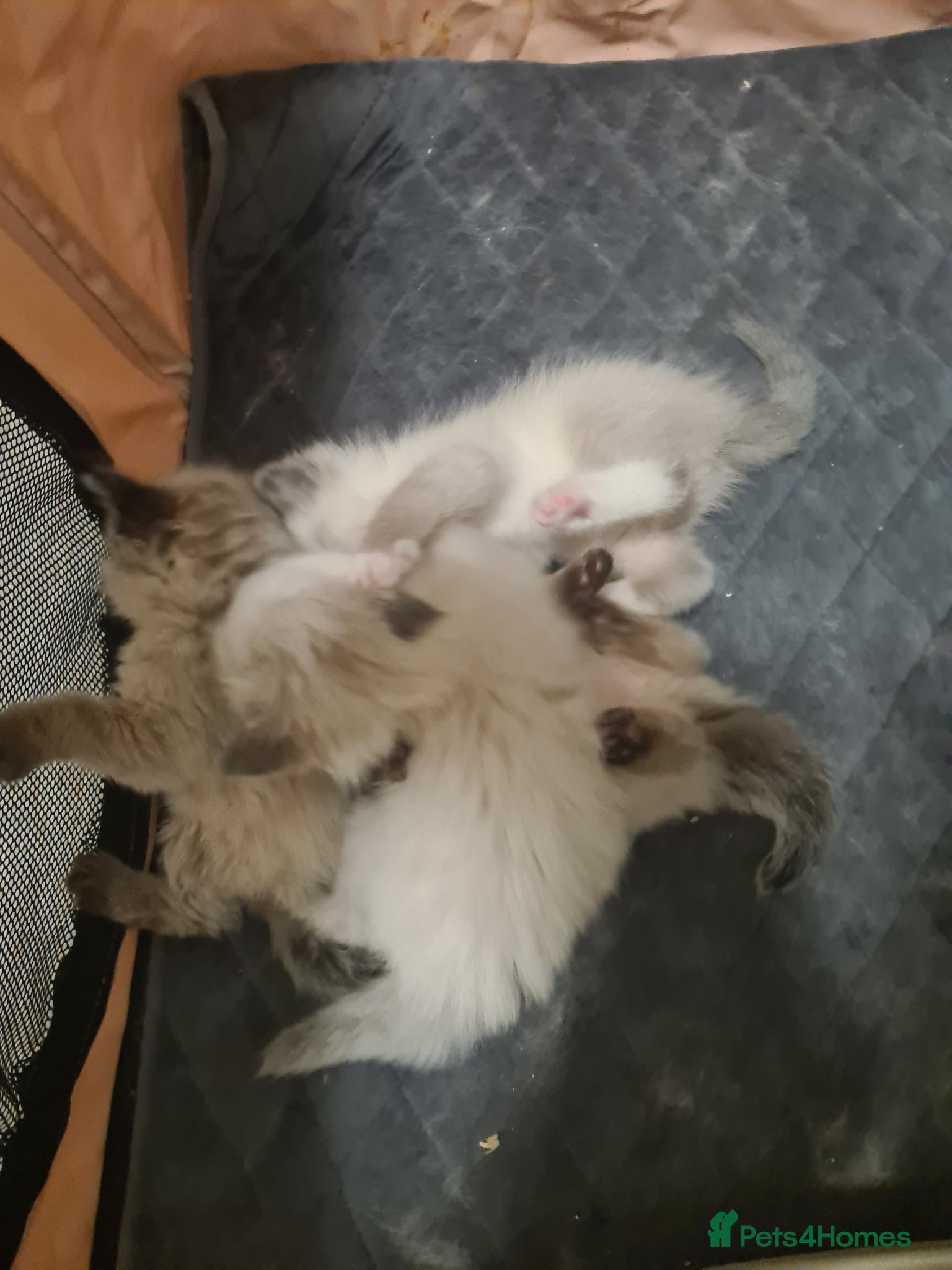 Ragdoll cats Ragdoll kittens  - Advert 5