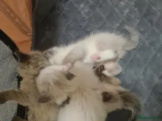 Ragdoll cats Ragdoll kittens - Advert 5