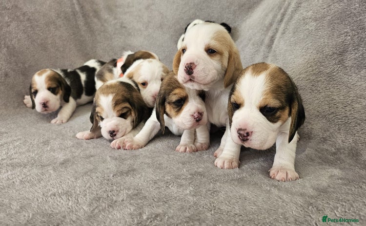 Beagle dogs - Advert 3