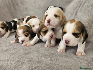 Beagle dogs - Advert 3