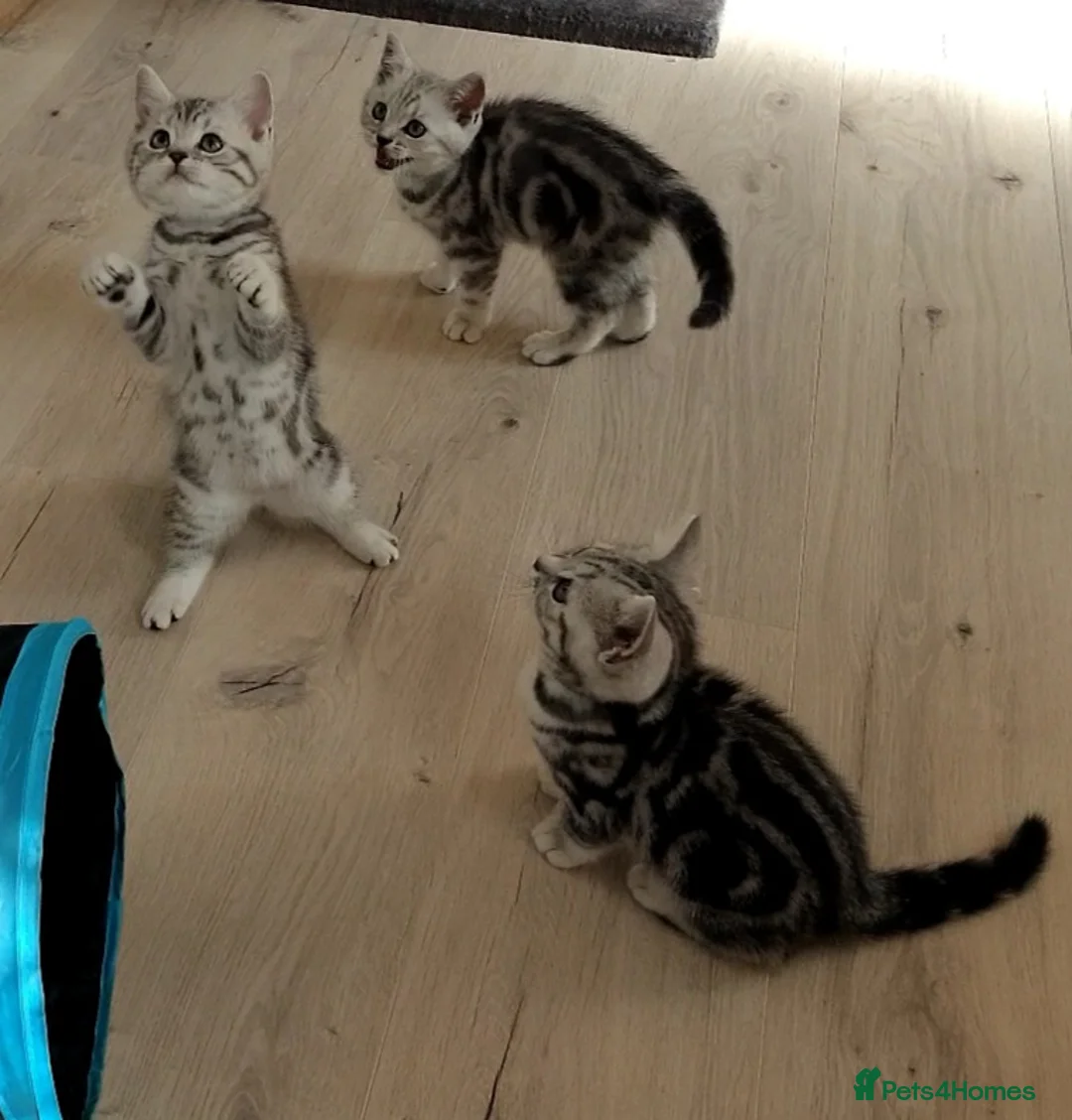 British Shorthair cats for stud: BSH Classic Silver Tabby  in Rochester - Advert 10