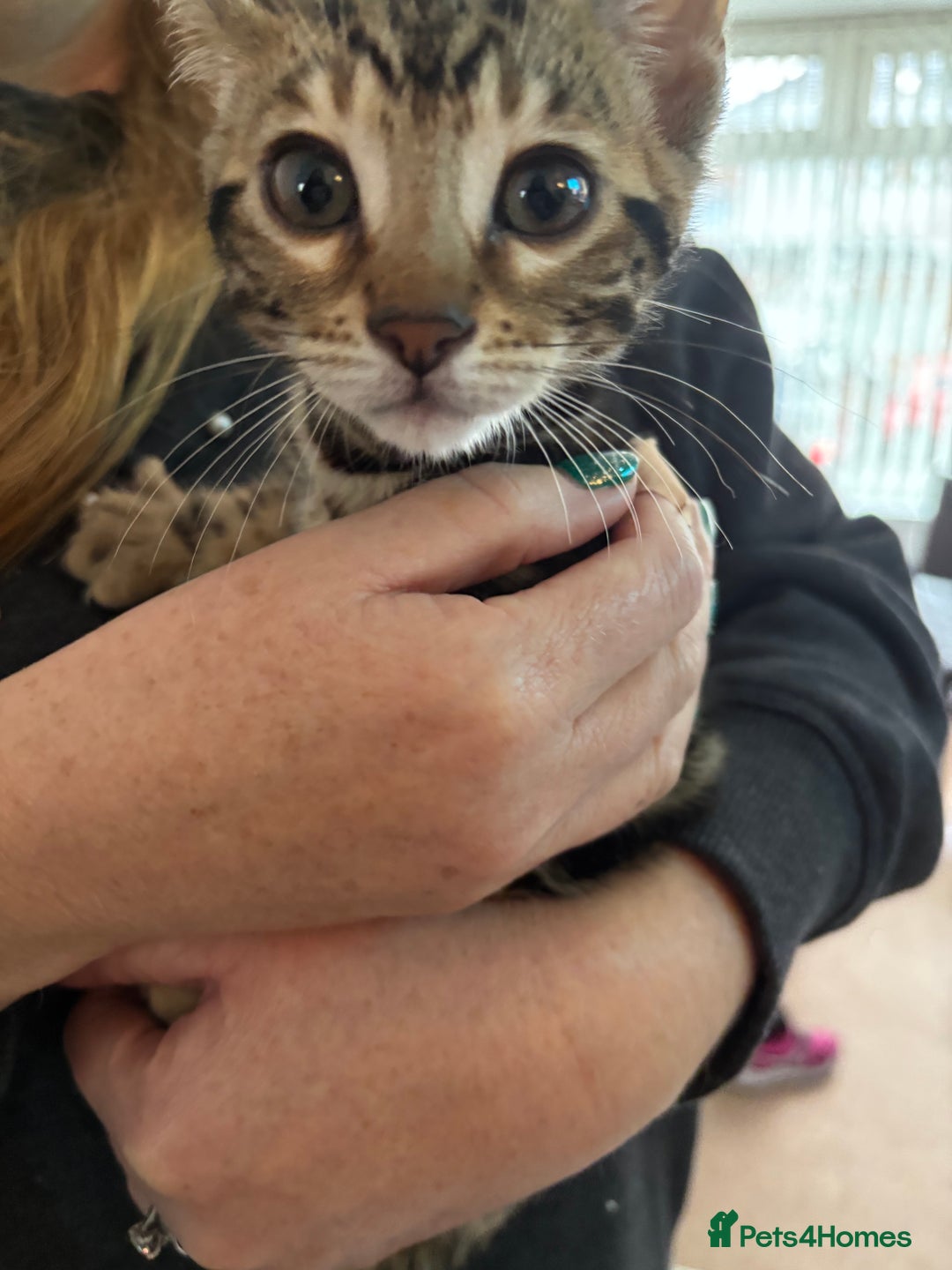 Bengal cats for sale: Stunning Bengal Kitten - Advert 1