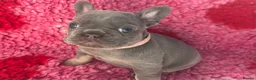 French Bulldog dogs for sale: 💜BLUEBELLE  THE LAST LITTLE BLUE GIRL 💜 - Advert 30