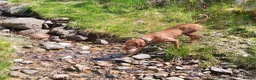 Hungarian Vizsla dogs for sale: Beautiful pedigree Hungarian vizsla litter of 9  - Advert 24