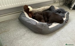 Australian Kelpie dogs for sale: Benson  - Image 2