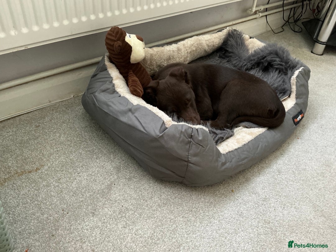 Australian Kelpie dogs for sale: Benson  - Image 2