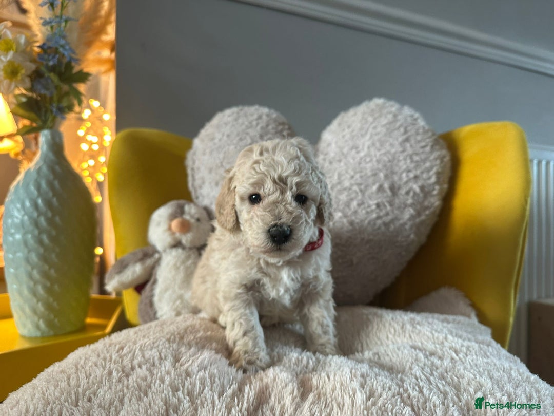 Schnoodle dogs for sale: TOY SCHNOODLE PUPPIES  - Advert 8