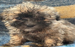 Mixed Breed dogs for sale: Hypoallergenic teddy puppies  in Lincoln - Image 11