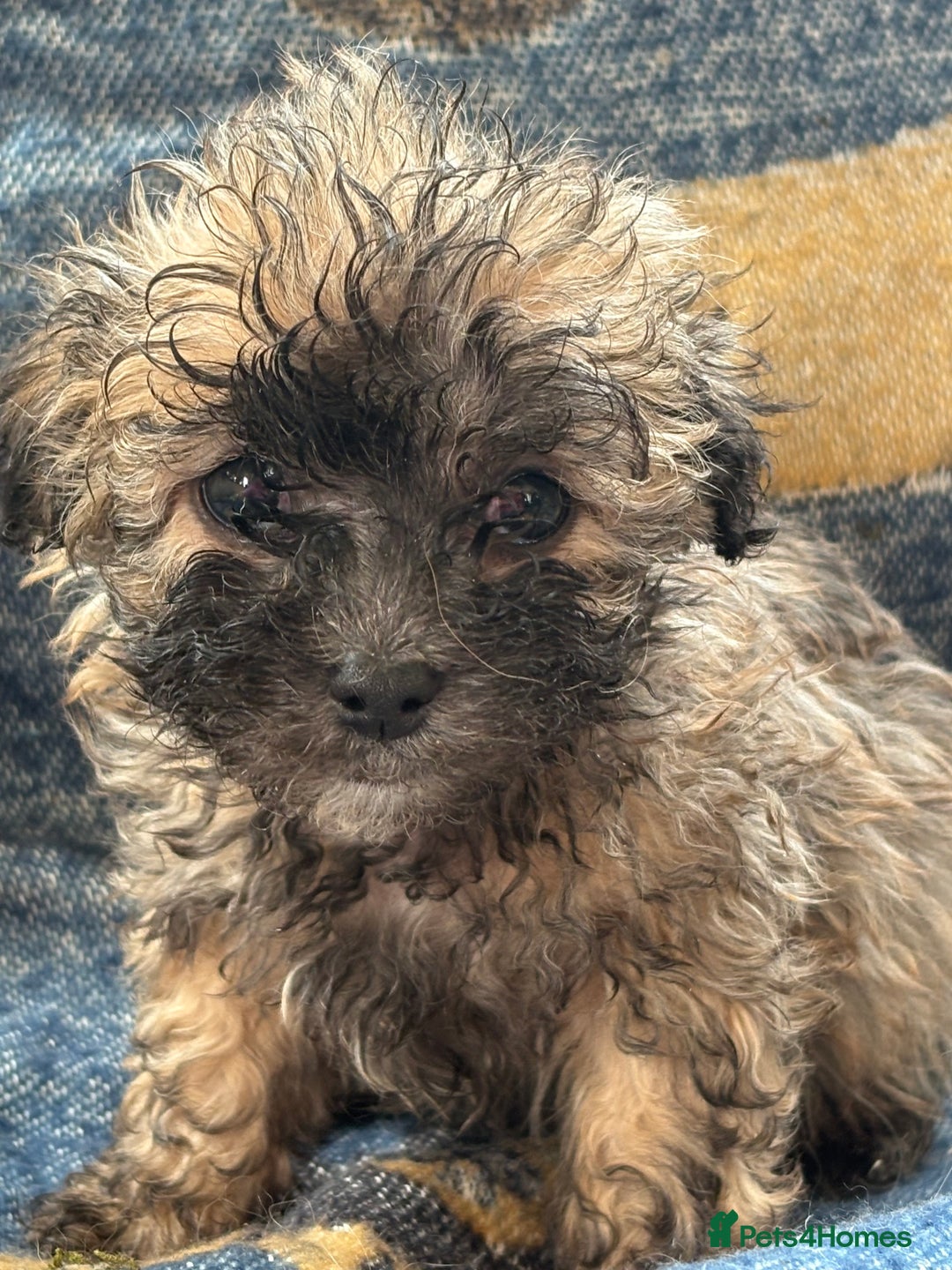 Mixed Breed dogs for sale: Hypoallergenic teddy puppies  in Lincoln - Image 11