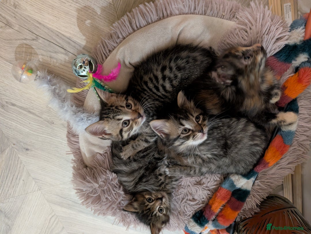 Mixed Breed cats for sale: Beautiful tabby/Calico fluffy kittens  - Advert 7