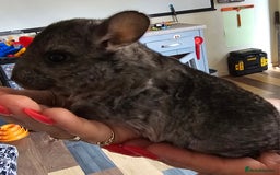Chinchilla rodents for sale: Female Chinchilla Kit - Image 8