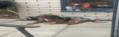 American bully 