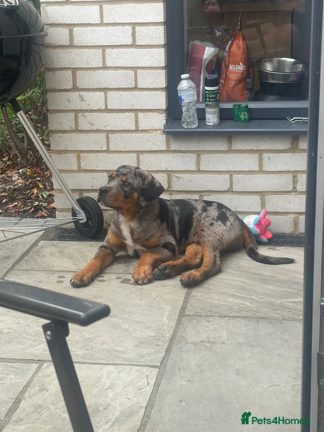 Mixed Breed dogs for sale: American bully cross rottweiler  in Luton - Advert 2