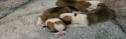 Welsh Corgi Pembroke dogs for sale: Corgi Puppies for Loving Homes – 1 Male, 2 Females - Advert 5