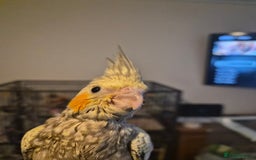 Cockatiels birds for sale: Handreared cockatiel  - Advert 3