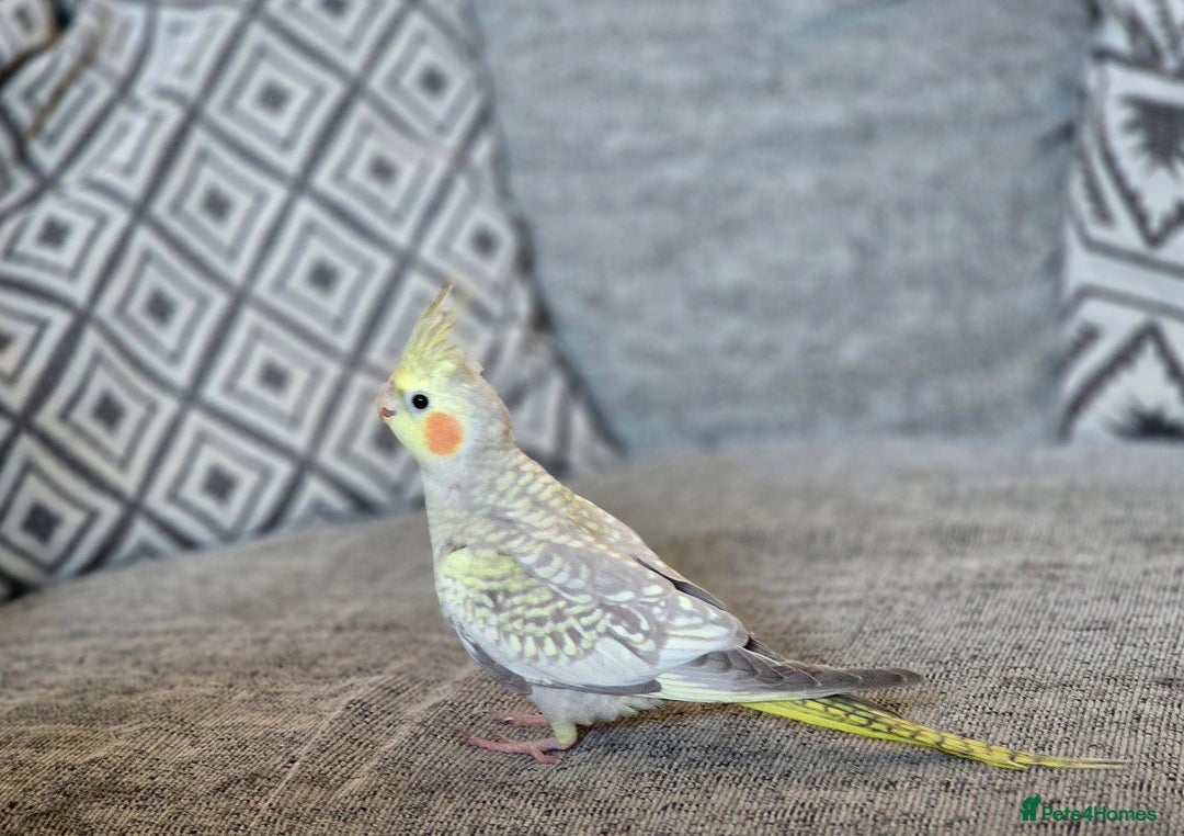 Cockatiels birds for sale: Sociable young Pearl Cockateil - Image 11