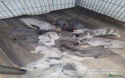 Cane Corso dogs for sale: Look 👀 absolutely stunning cane corso. - Image 14
