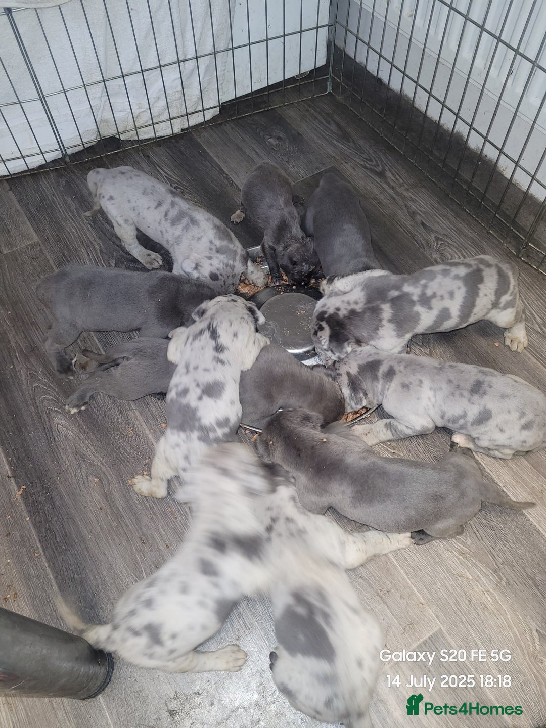 Cane Corso dogs for sale: Look 👀 absolutely stunning cane corso. - Image 14