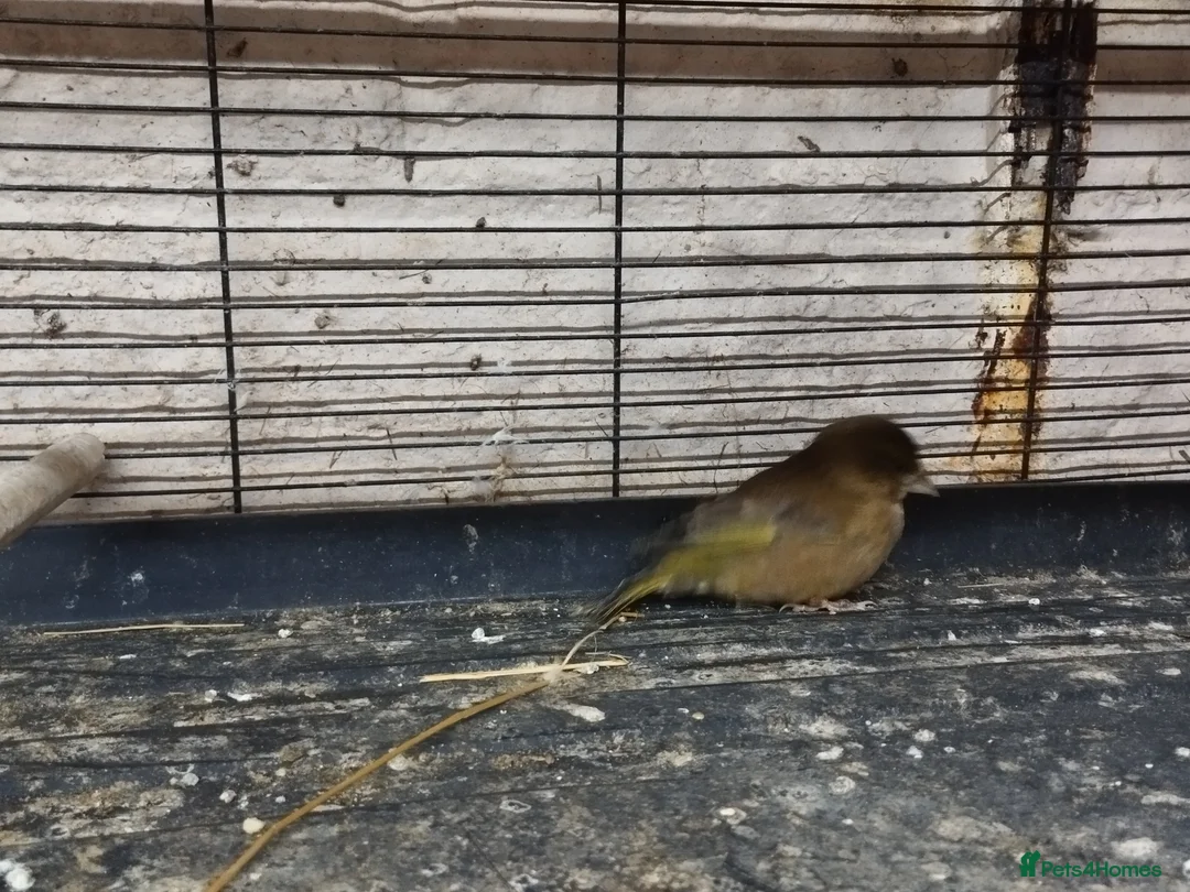 Canaries birds for sale: Canary's, green finch, silver, jarva sparrows  - Advert 16