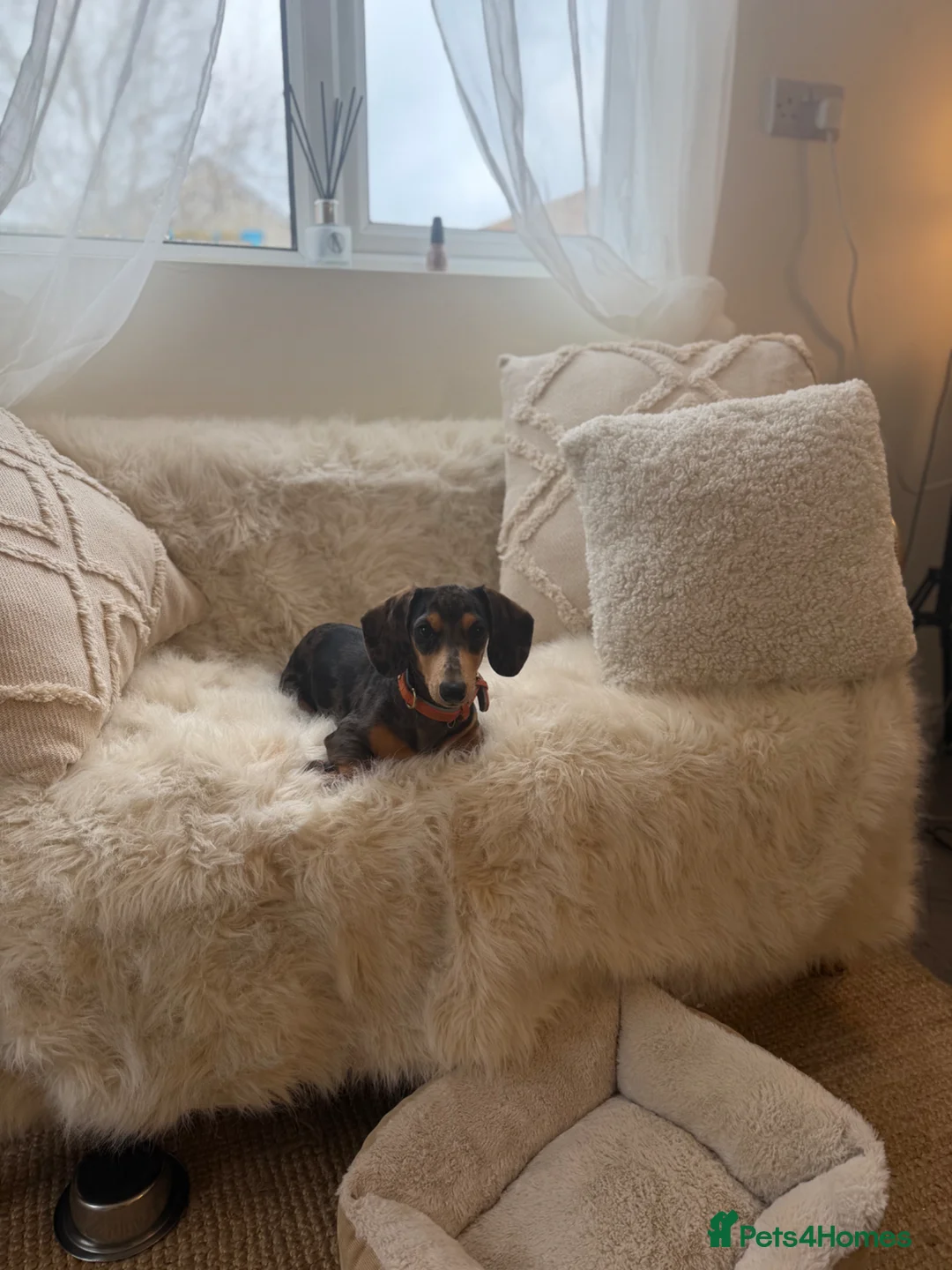 Miniature Dachshund dogs for sale: 6 month old dachshund  - Advert 2