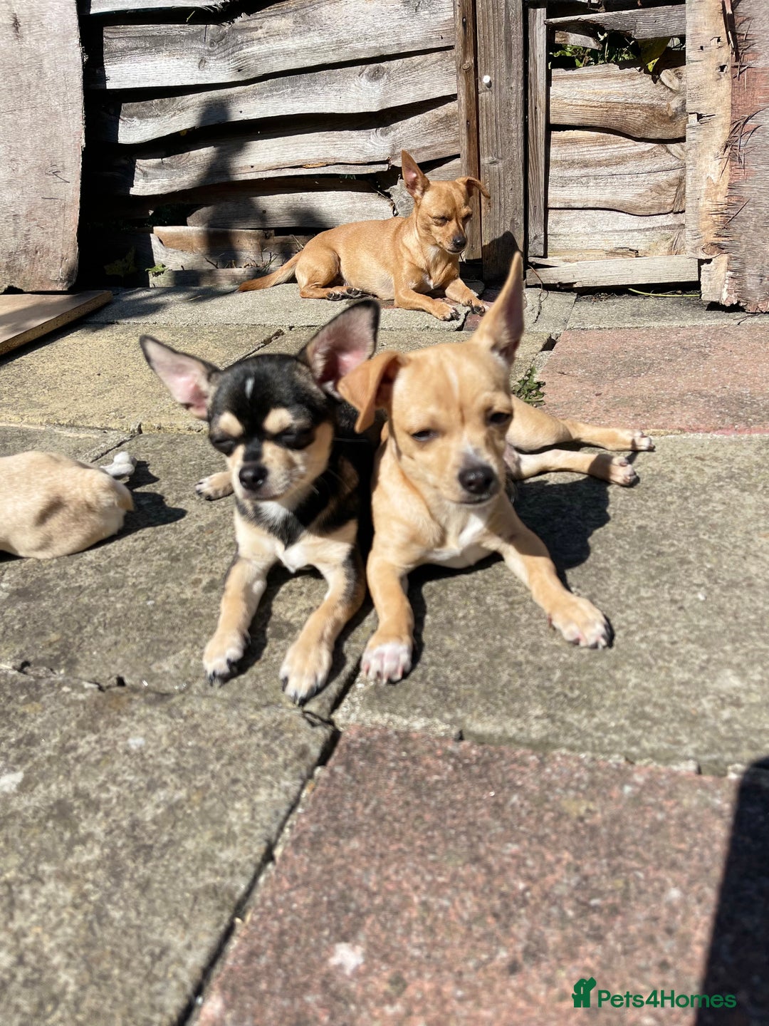 Chihuahua dogs for sale: Chihuahua puppies for sale in London - Image 10