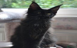 Maine Coon cats for sale: Tica Registered Maine Coon Kittens *ready now* - Image 17