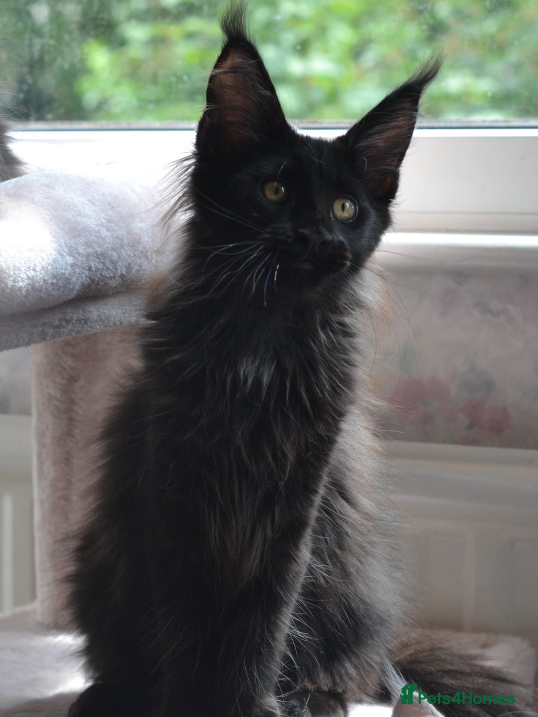 Maine Coon cats for sale: Tica Registered Maine Coon Kittens *ready now* - Image 17