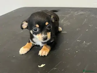 Chihuahua dogs Beautiful chihuahua puppies for sale - Advert 7