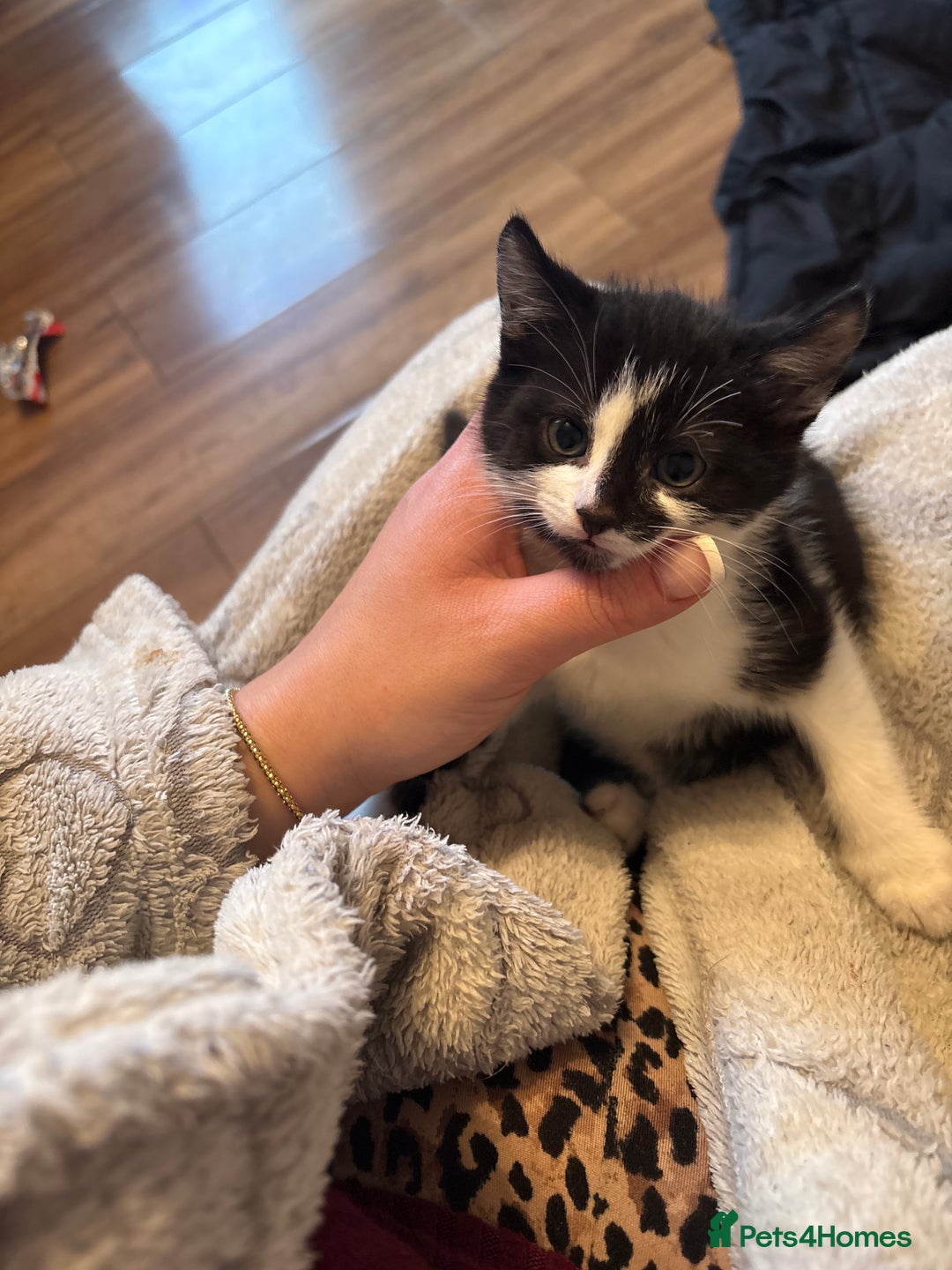 Ragdoll cats for sale: 2 male kittens for sale ready now  - Advert 3