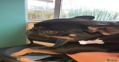 French Bulldog dogs - Advert 2