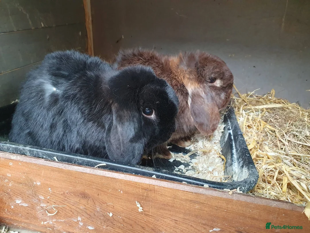 Mini Lop rabbits for sale: Spayed/neutered rabbits for adoption, vac Rhd2 - Advert 9