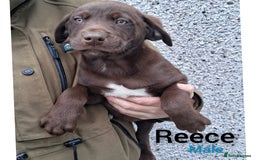 Borador dogs for sale: Chunky Chocolate Puppies  - Image 13