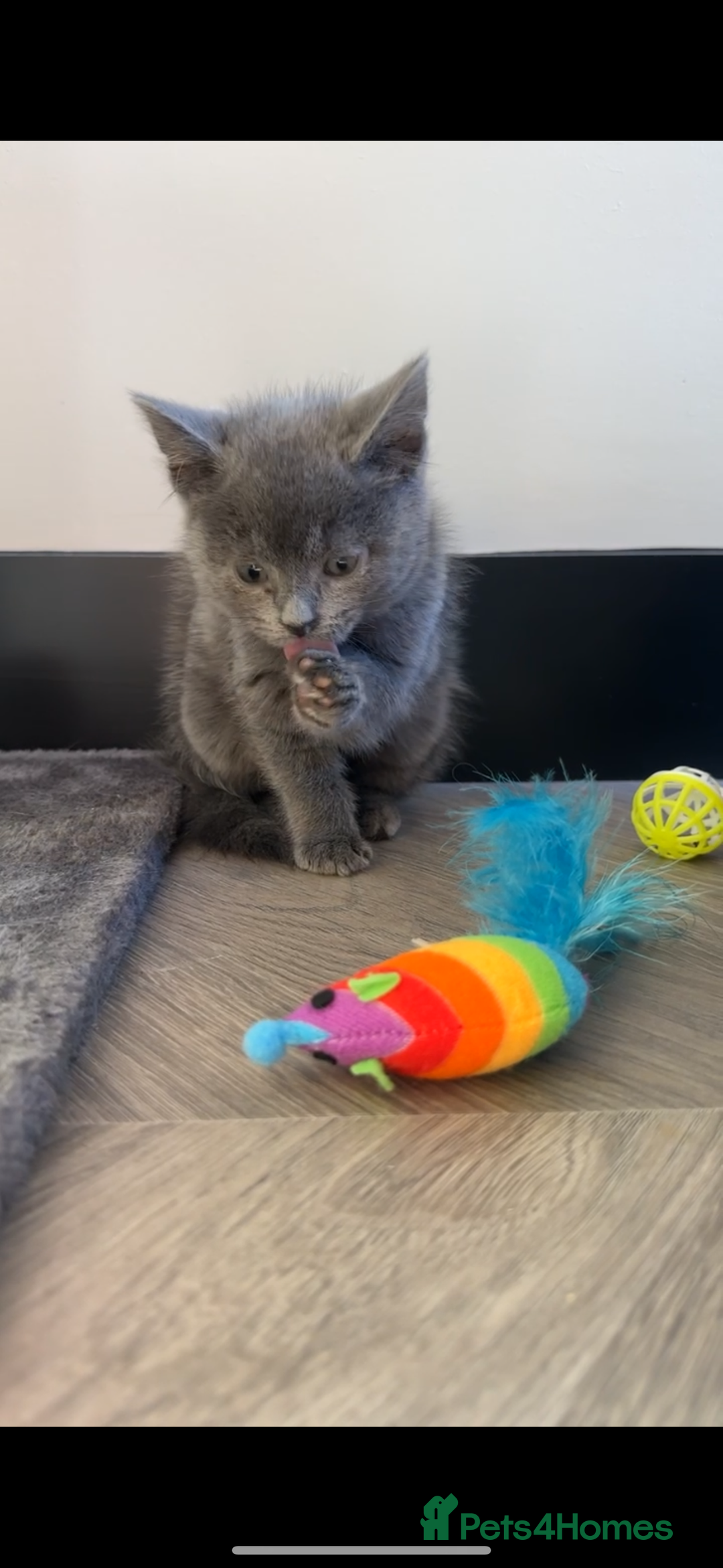 Ragdoll cats for sale: Brothers to go together  - Advert 3