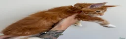 Maine Coon cats for sale: Champion line kittens 🥰 - Advert 16