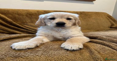 Golden Retriever dogs - Advert 1
