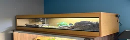 Skink reptiles for sale: Northern Blue Tongue Skink 6 Months Old Male in Wallsend - Advert 3