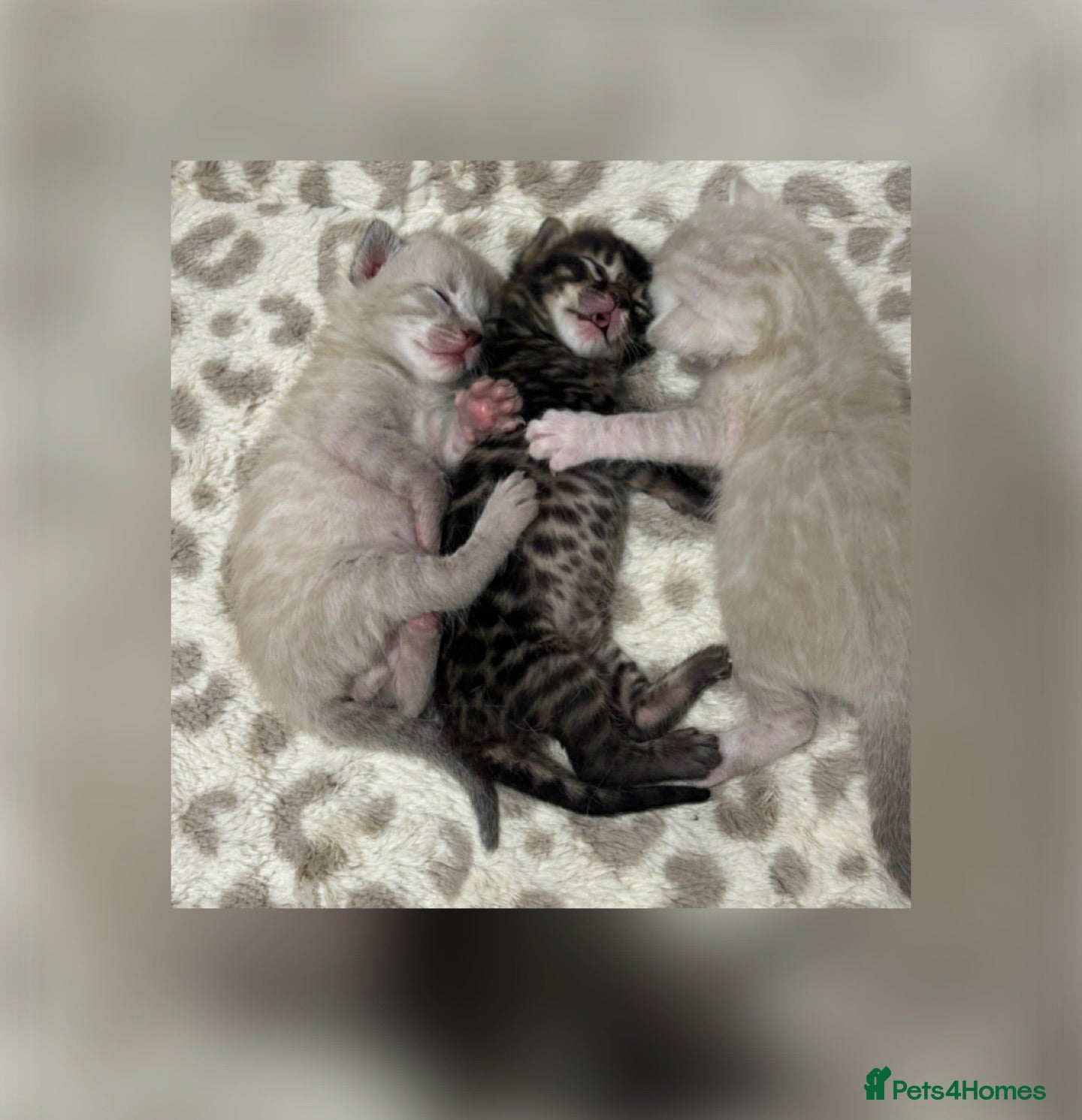 Bengal cats Pedigree Bengal kittens Snow Silver Charcoal - Advert 1