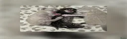 Bengal cats for sale: Pedigree Bengal kittens Snow Silver Charcoal - Advert 1
