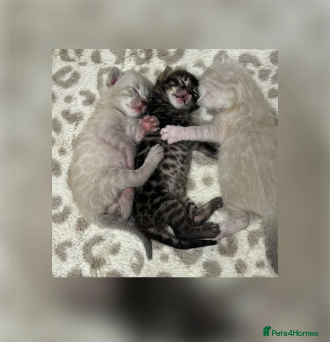 Bengal cats for sale: Pedigree Bengal kittens Snow Silver Charcoal - Advert 1
