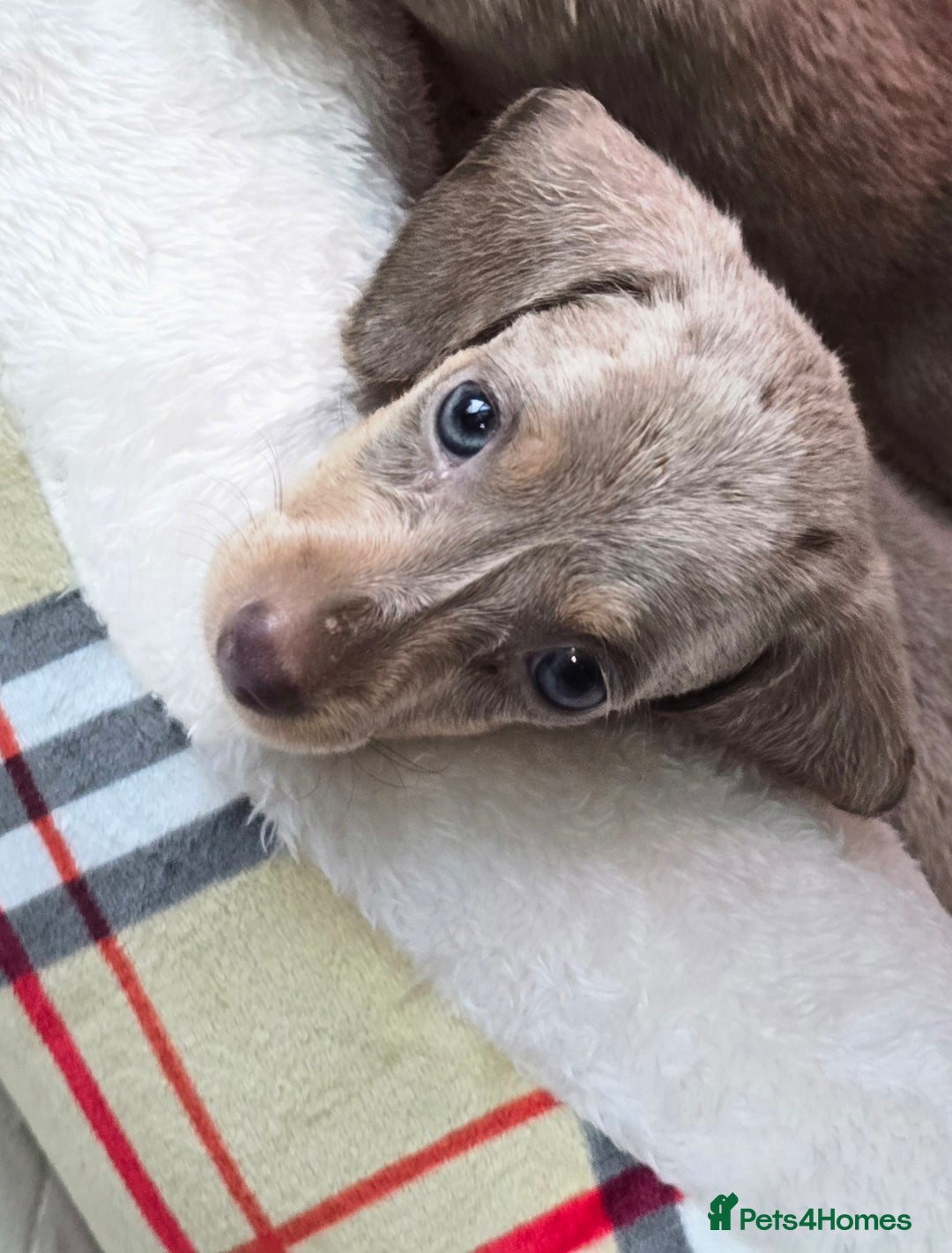 Miniature Dachshund dogs for sale: Mini dachahunds for sale  - Image 7