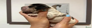 Cocker Spaniel Puppy 4