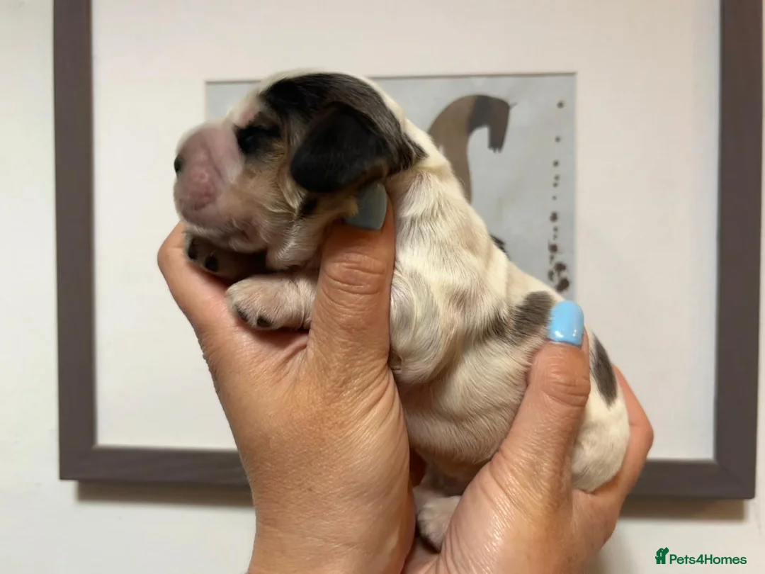 Cocker Spaniel dogs for sale: Outstanding health tested KC show cocker puppies - Advert 17