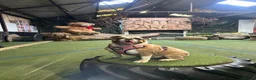 Olde English Bulldogge dogs for stud: “BIG REG” Lilac-Tri Olde English Bulldog stud  - Advert 8