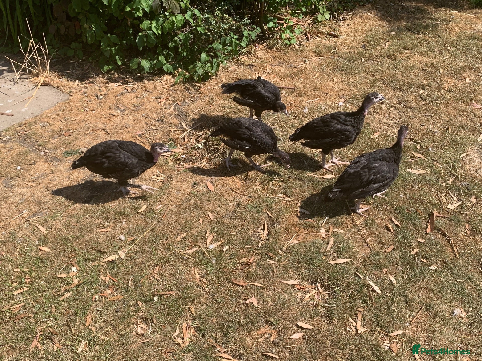 Turkeys poultry HB92 Bronze Turkey Poults, 6 Weeks Old  - Advert 1