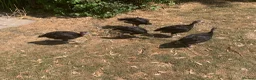 Turkeys poultry for sale: HB92 Bronze Turkey Poults, 6 Weeks Old  - Advert 1