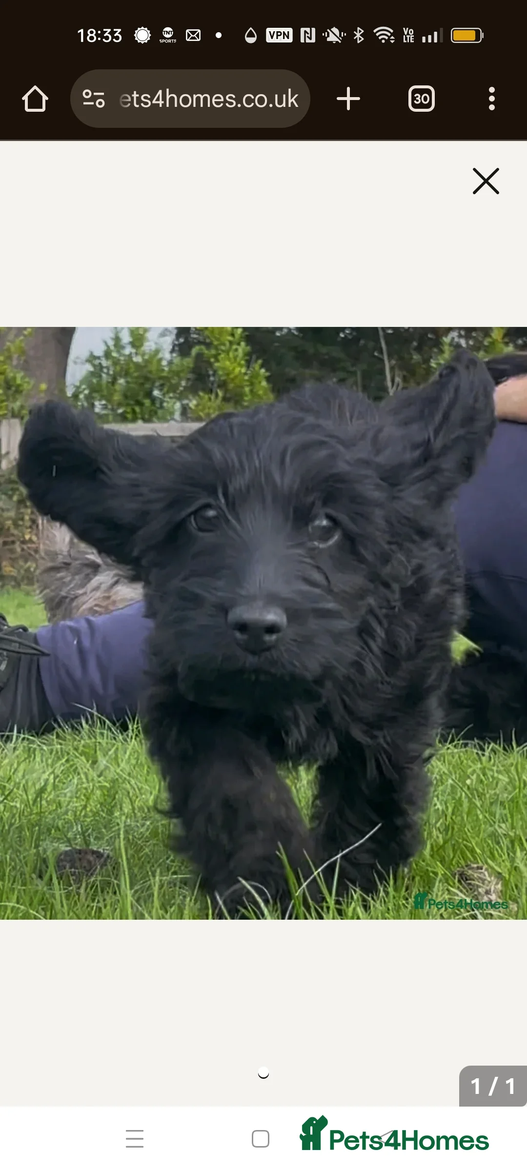 Cockapoo dogs for sale: Male cockerpoo black in Portsmouth - Advert 2
