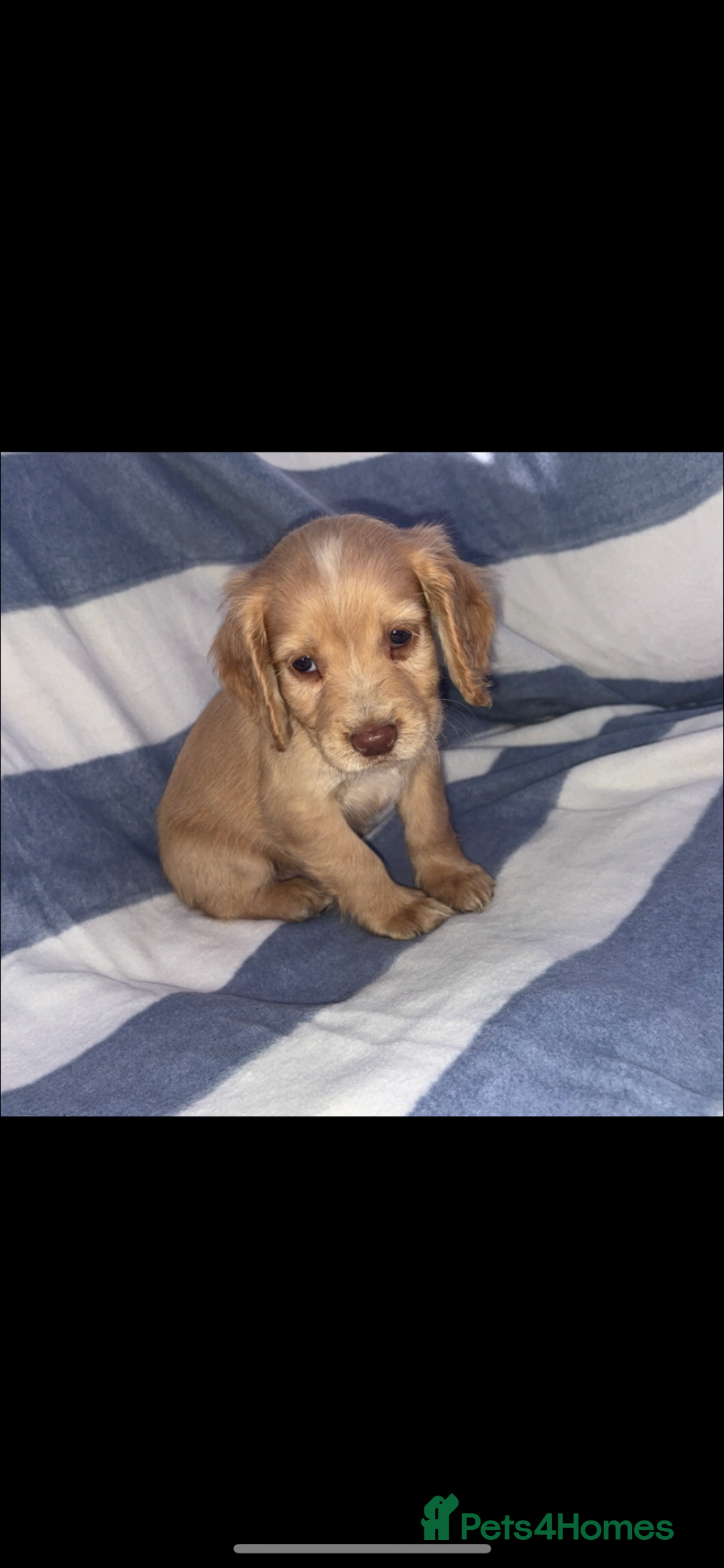Cocker Spaniel dogs for sale: Ready to leave  - Image 7
