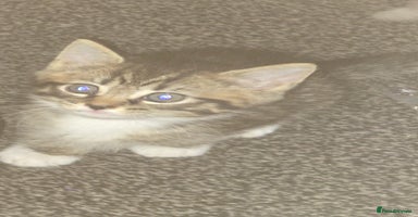 Mixed Breed cats - Advert 1